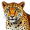 leopard is coming5